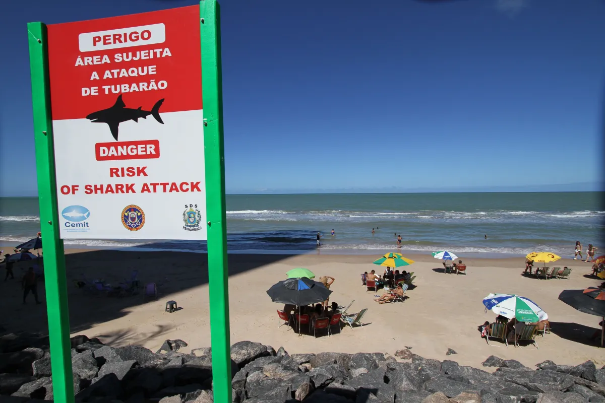 ATAQUE ASSUSTADOR: Jovem é mordida por tubarão-tigre gigante no Recife; litoral registra novo caso em dois dias