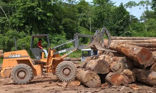 Setor da madeira tenta evitar tarifa de 25% nos EUA