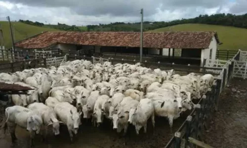 Governo brasileiro turbina negociação com União Europeia para evitar suspensão de venda da carne