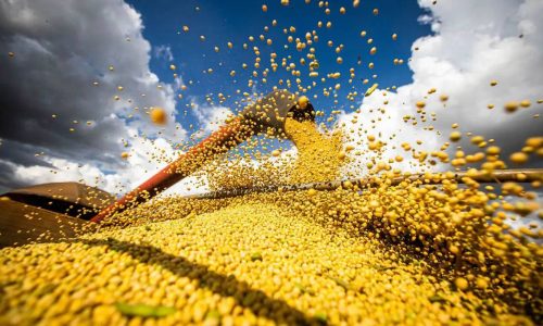 FGV alerta que El Niño forte pode reduzir safra em até 10%