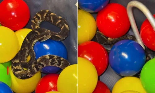 Jararaca é encontrada em piscina de bolinhas de restaurante em SP