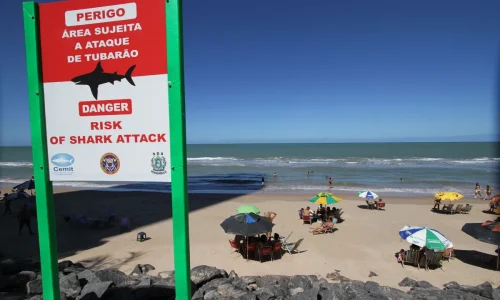 ATAQUE ASSUSTADOR: Jovem é mordida por tubarão-tigre gigante no Recife; litoral registra novo caso em dois dias